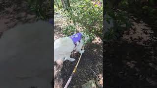 Video preview image #1 Great Pyrenees Puppy For Sale in Spring, TX, USA