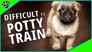 Top 10 Most Difficult Dog Breeds to Potty Train - Dogs 101