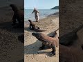 The World S Most Dangerous Lizard Is Komodo Dragon Komodo Dragon Komodo Shorts
