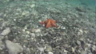 preview picture of video 'Snorkeling - Waterlemon Cay - St John, US Virgin Islands'