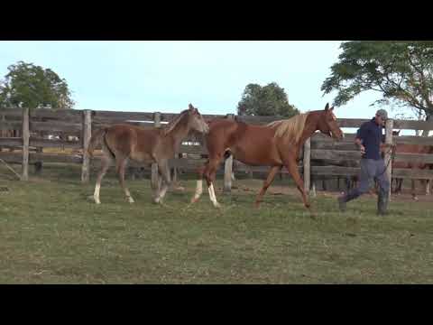 Lote BH MAGNIFICA DE MARWAN