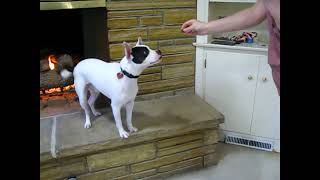 Video preview image #1 Boston Terrier-Unknown Mix Puppy For Sale in Enfield, CT, USA