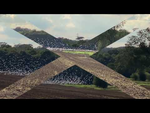 Part 143 My Weekend...What are seagulls known for?