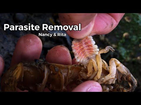 Parasite Removal from Nancy and Rita the Shrimp #shorts