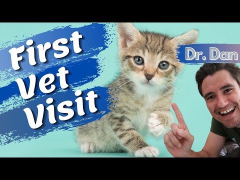 First Vet Visit!  What to expect on your kitten's fist veterinary visit.