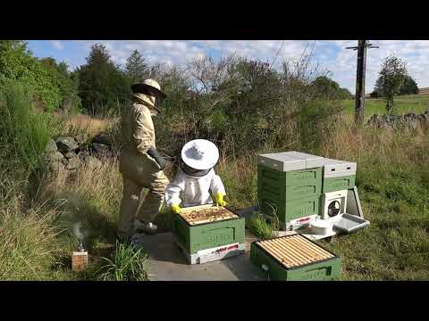 First preparations for winter | Becoming a Beekeeper | Episode 14