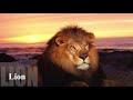 Jeremy S Animals