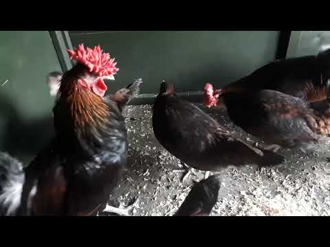Derbyshire Redcap chov