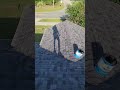 YouTube Thumbnail YouTube Thumbnail