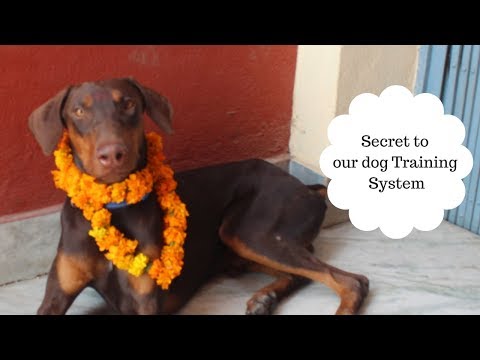 secret to dog training