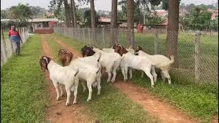 Download the video "High quality boer bucks available at sinza goats...0788832418 mr kenneth"