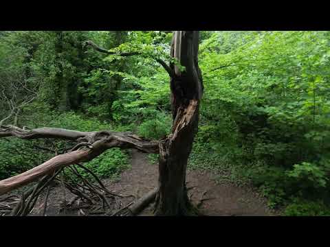 The main secret of Sydenham Hill Wood