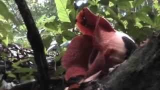 preview picture of video 'Rafflesia bloom October 5 2014 at Mount Gading National Park, Lundu'