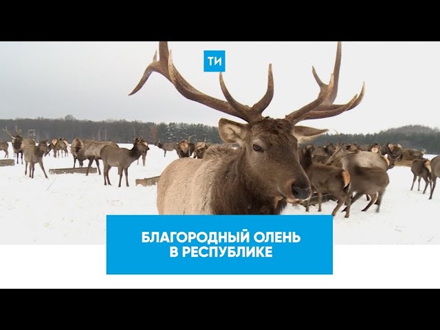 В Татарстан завезли благородных оленей