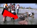 Graban Una Sirena En Una Playa De México