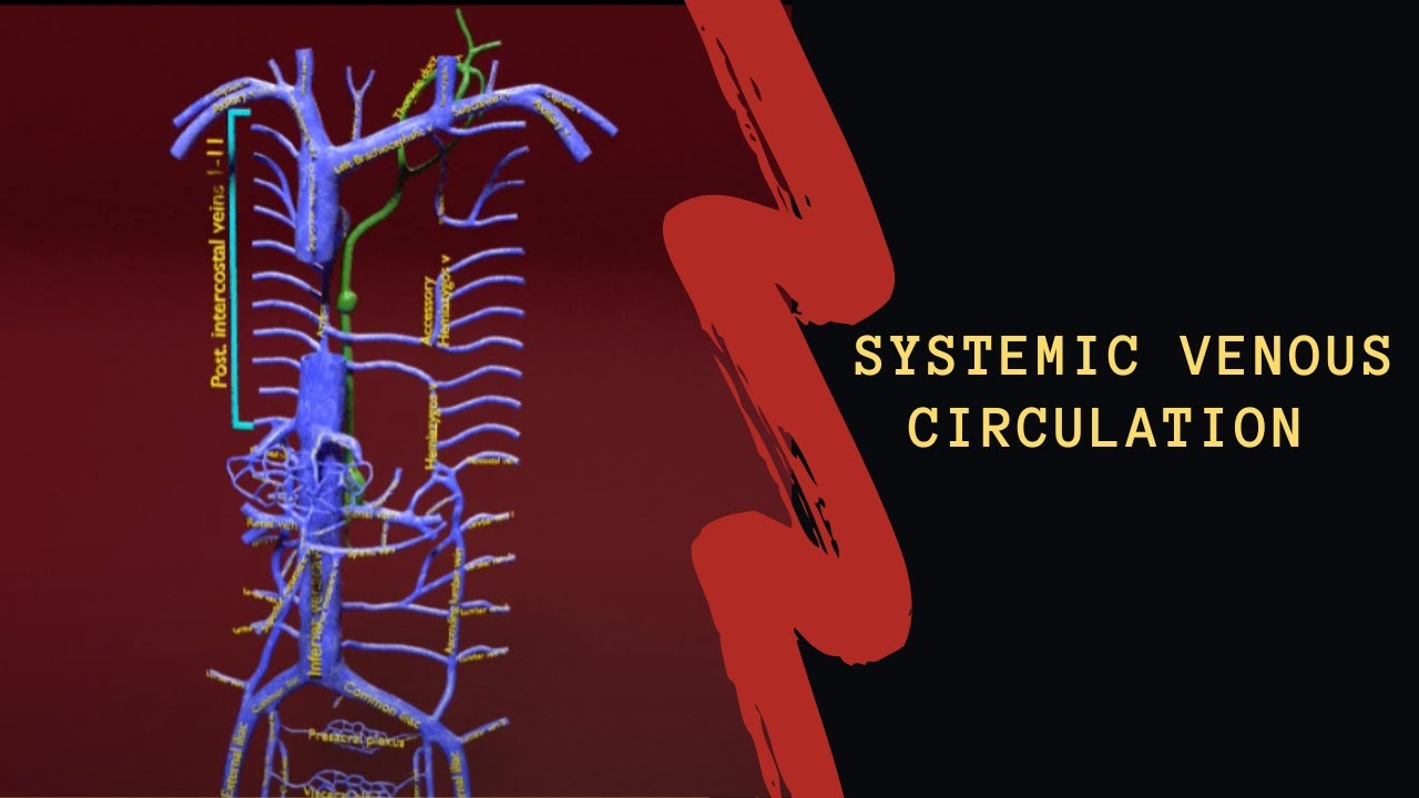 Venous system thoraco abdominal 3D 3D Model