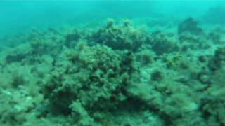preview picture of video 'Underwater Focus Test of the GoPro HD'