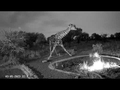 Giraffe drinks in the middle of the night!