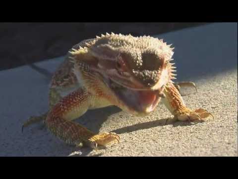 G, The Bearded Dragon EATS a SUPERWORM in slow motion [HD]