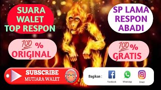 Download lagu SUARA WALET TOP RESPON - sp monyet api 2016 mp3 Download lagu SUARA WALET TOP RESPON - sp monyet api 2016 mp3