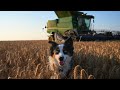 South Texas Wheat Harvest Is Winding Down