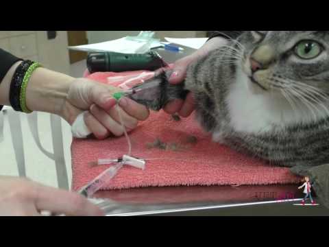 How to place an intravenous (IV) catheter | VETgirl Veterinary CE Videos