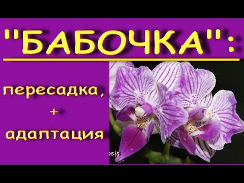 Орхидея "БАБОЧКА" из Леруа:ПЕРЕСАДКА из ТОРФЯНОГО стаканчика+АДАПТАЦИЯ за 3 месяца и 3 недели.