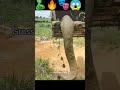 Unveiling Ancient Giants Anacondas The Dinosaurs Of Snakes Snake Dinosaur Anacondas