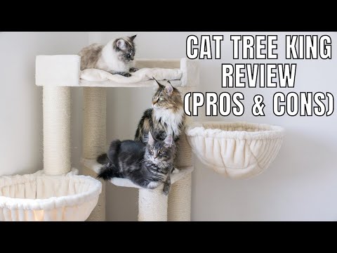 cat tree king coupon
