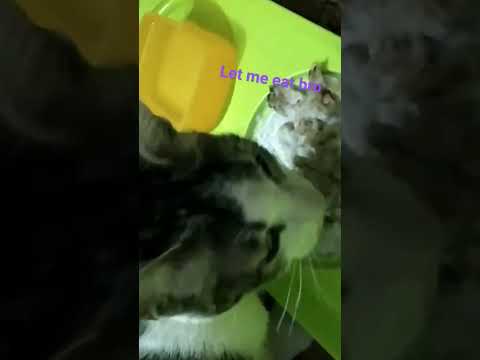 muniya eating his food  # muniya # shorts