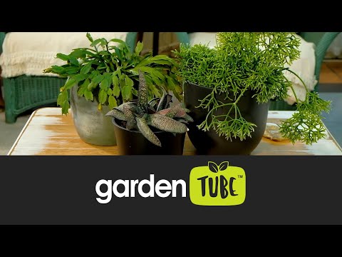 Indoor succulent 101