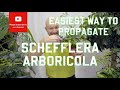 Easiest way to propagate Schefflera arboricola Dwarf Umbrella Tree