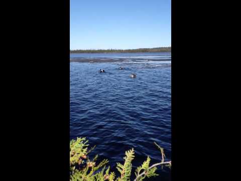waswanipi goose break