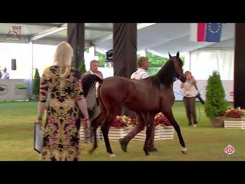 N 68 CELADON   2020 PRIDE OF POLAND   42nd Arabian Horse National Show   Yearling Colts Class 4A