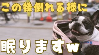 歩いてないはずなのに爆睡する愛犬😂