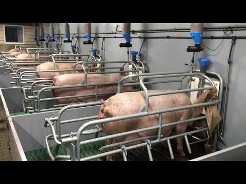 Modern Pig Farm With Innovative Technologies. The World's Leading Pig Processing Plant