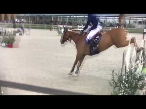 7yr Comme il Faut Stallion