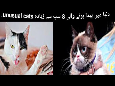 #Shahzad tv top 10 cute cats