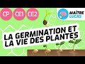 La germination et la vie des plantes CP - CE1 - CE2 - Cycle 2 - Cycle 3 - Questionner le monde