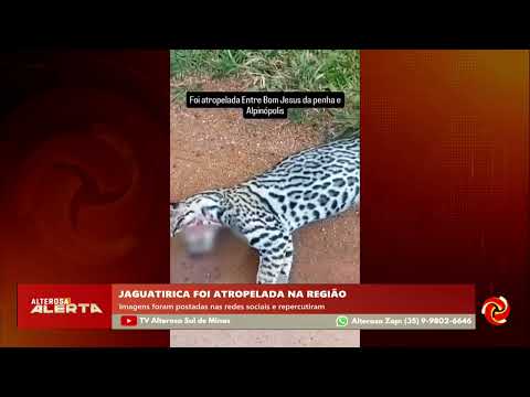 Jaguatirica morre atropelada entre Alpinópolis e Bom Jesus da Penha