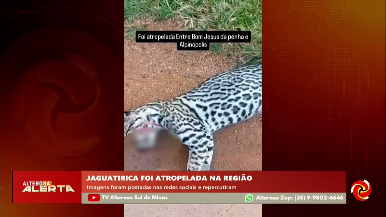 Jaguatirica morre atropelada entre Alpinópolis e Bom Jesus da Penha
