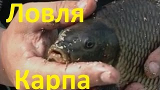 Диалоги о рыбалке ловля карася и сазана
