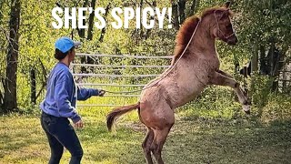 Training Our Quarter Horse Filly: Tumbleweed's Second Lead Line Lesson!