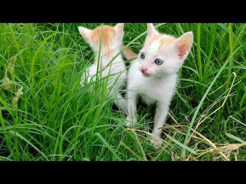 cat videos kitten fight videos 🐾 | cat videos #cat #kitten #kittens