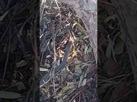 Hoy Explorando, Enseñando, Que Encontre Un Amigo La Vivora, En Colonia San,Parte3, #Shorts.