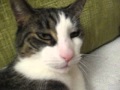 Pink Nose 10 21 2012