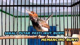 Download lagu 🔴 Masteran Prenjak Jantan Gacor Dor❗️Bikin Prenjak Lain Ikutan Emosi Nyaut Gacor, 100% JITU ❗️ mp3