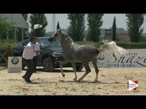 Montefalco 2016 - Classe 6