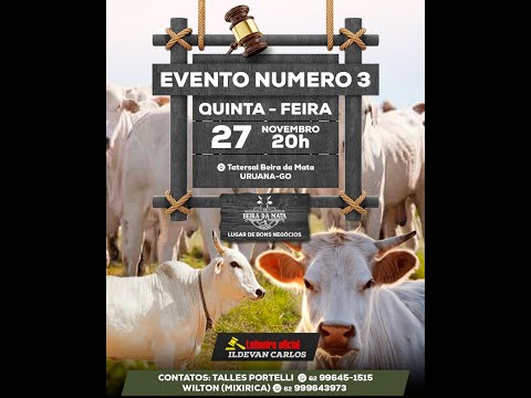Beira da Mata Leilões - Uruana GO - Leilão de Gado de Corte em Goiás @canal.boiadeiro #live #gado