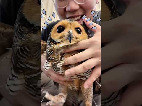 Ouch!!😭 Itu sakit sekali Bibib!😰 # #funny #owl #cute #cat #pets #animals